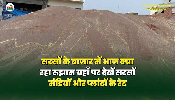 सरसों के बाजार में आज क्या रहा रुझान | यहाँ पर देखें सरसों मंडियों और प्लांटों के रेट