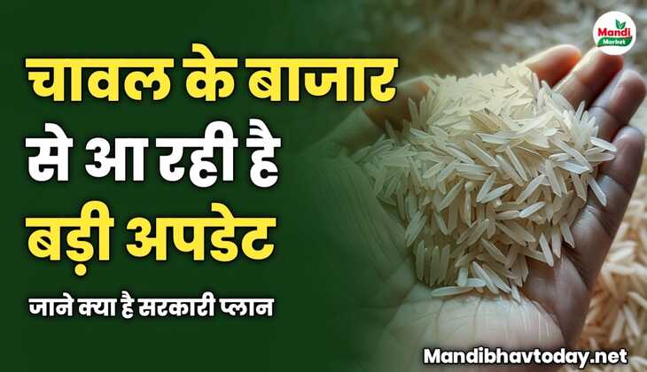 चावल के बाजार से आ रही है बड़ी अपडेट | जाने क्या है सरकारी प्लान