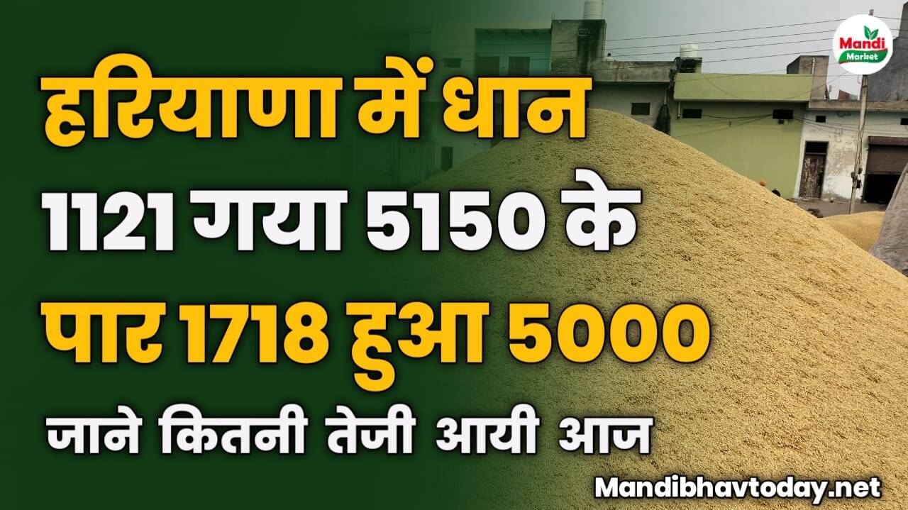 हरियाणा में धान 1121 गया 5150 के पार, 1718 हुआ 5000 | जाने कितनी तेजी आयी आज