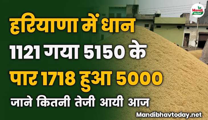 हरियाणा में धान 1121 गया 5150 के पार, 1718 हुआ 5000 | जाने कितनी तेजी आयी आज