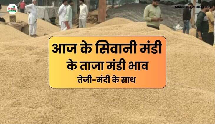 siwani mandi ke bhav 09 May 25 