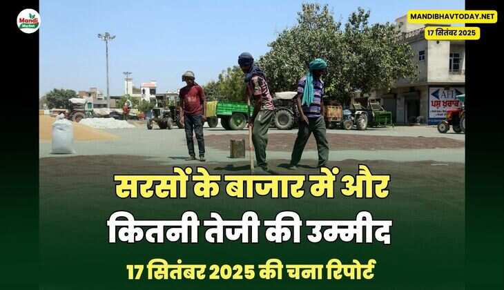 सरसों के बाजार में और कितनी तेजी की उम्मीद 