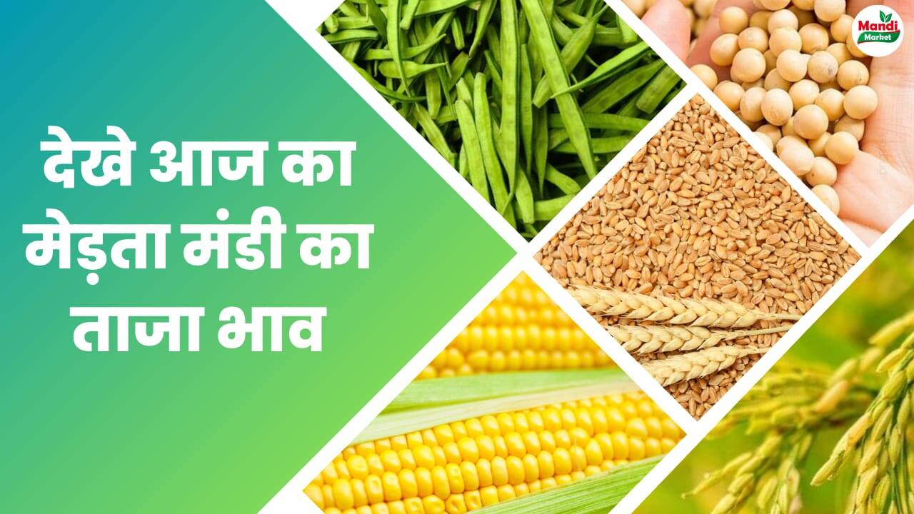 आज के मेड़ता मंडी के ताजा भाव | aaj ke merta mandi ke bhav 01 january 2024