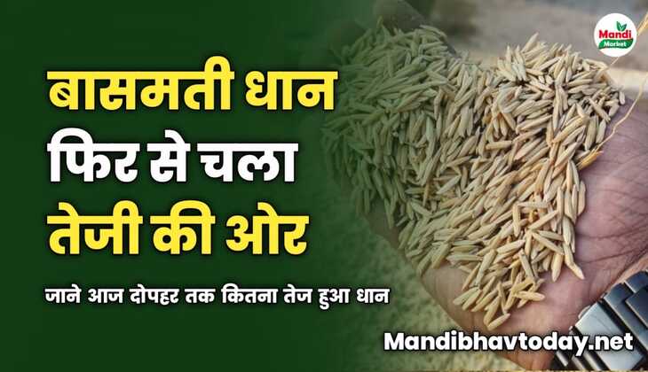 बासमती धान फिर से चला तेजी की ओर | जाने आज दोपहर तक कितना तेज हुआ धान