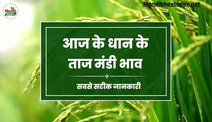 बासमती धान के ताजा भाव | Basmati Paddy Rate Today 01 February 2023