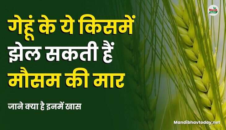 गेहूं के ये किसमें झेल सकती हैं मौसम की मार | जाने क्या है इनमें खास