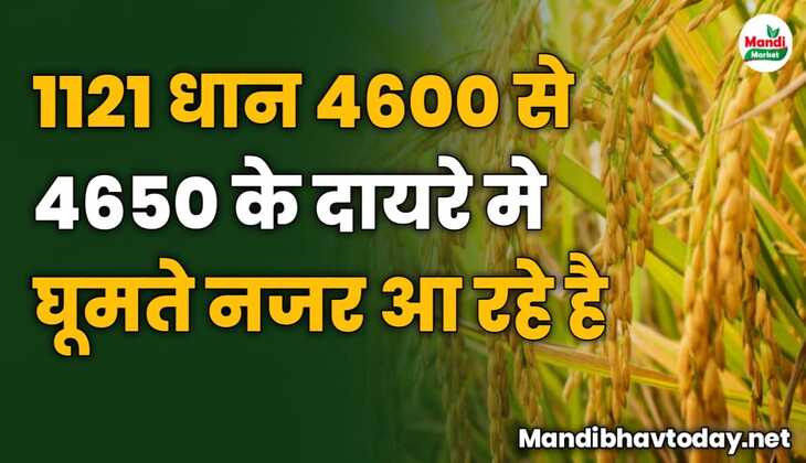 1121 धान 4600 से 4650 के दायरे मे घूमते नजर आ रहे है जानने के लिए देखे आज के धान के ताजा मंडी भाव 