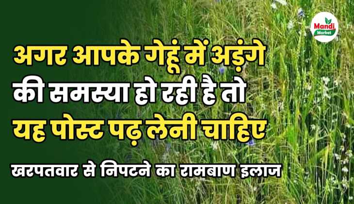 gehu me kharpatwar ka ilaj