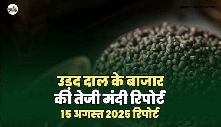 उड़द दाल की तेजी मंदी रिपोर्ट -15 अगस्त  2025