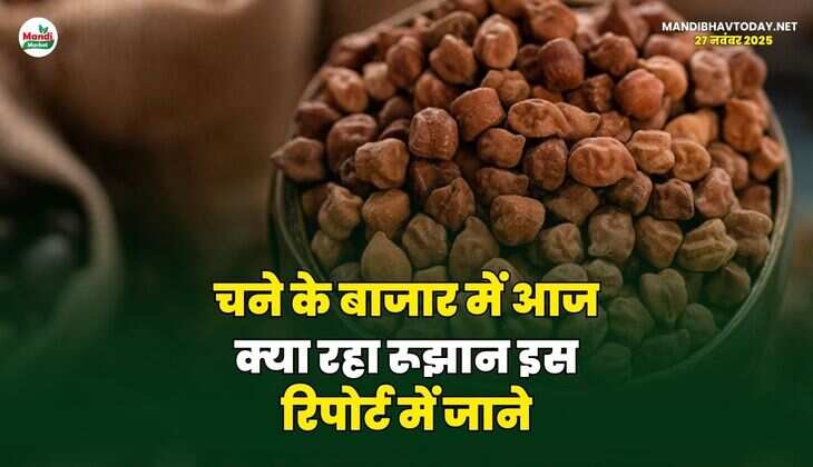चने के बाजार में आज क्या रहा रूझान | इस रिपोर्ट में जाने