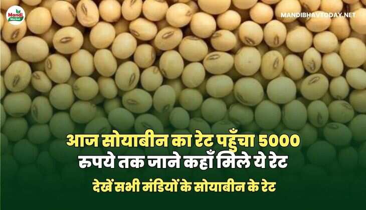 आज सोयाबीन का रेट पहुँचा 5000 रुपये तक जाने कहाँ मिले ये रेट | देखें सभी मंडियों के सोयाबीन के रेट