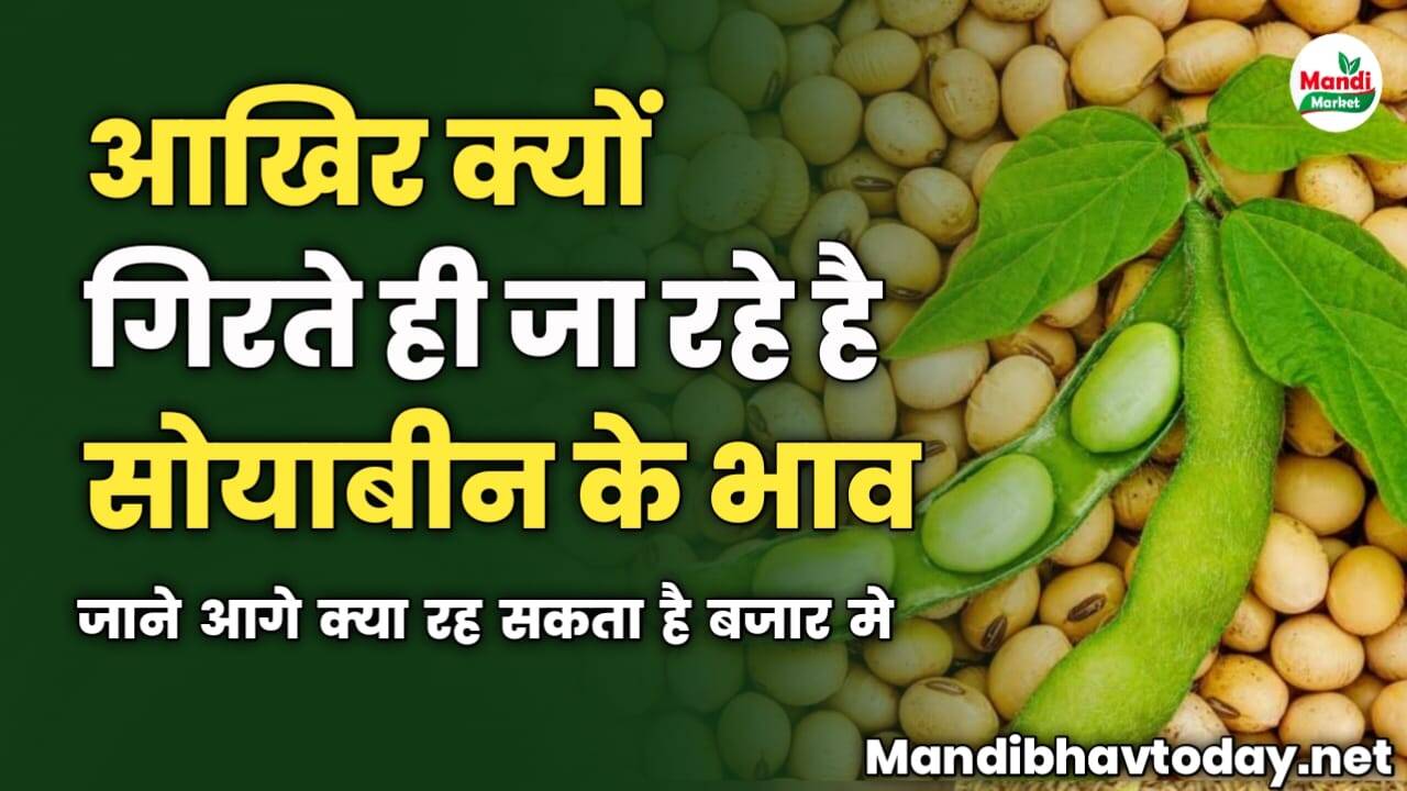 आखिर क्यों गिर रहे है सोयाबीन के भाव | जाने आगे क्या रह सकता है बजार में