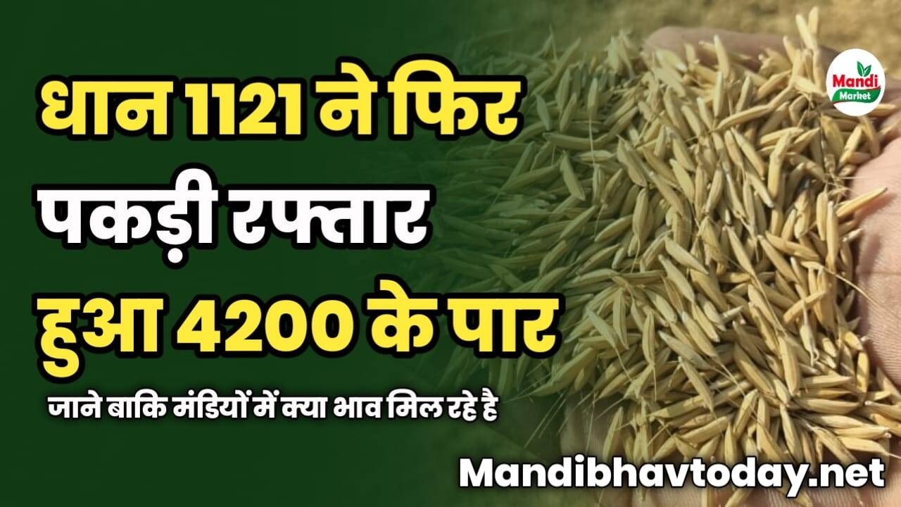 धान 1121 ने फिर पकड़ी रफ्तार हुआ 4200 के पार | जाने बाकि मंडियों में क्या भाव मिल रहे है