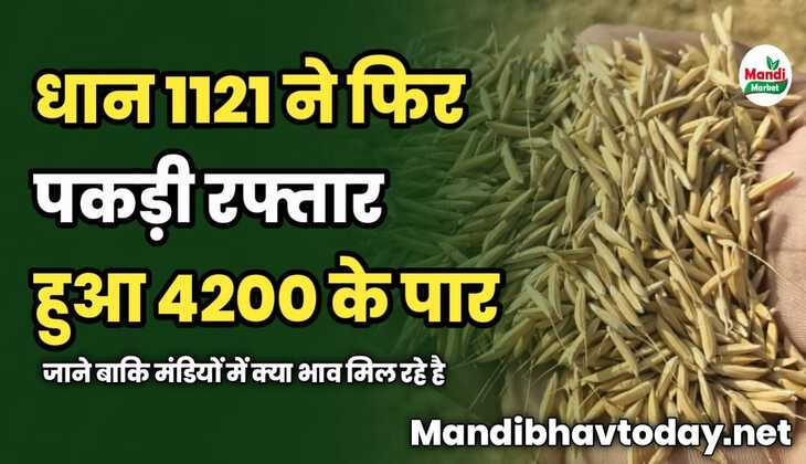 धान 1121 ने फिर पकड़ी रफ्तार हुआ 4200 के पार | जाने बाकि मंडियों में क्या भाव मिल रहे है 