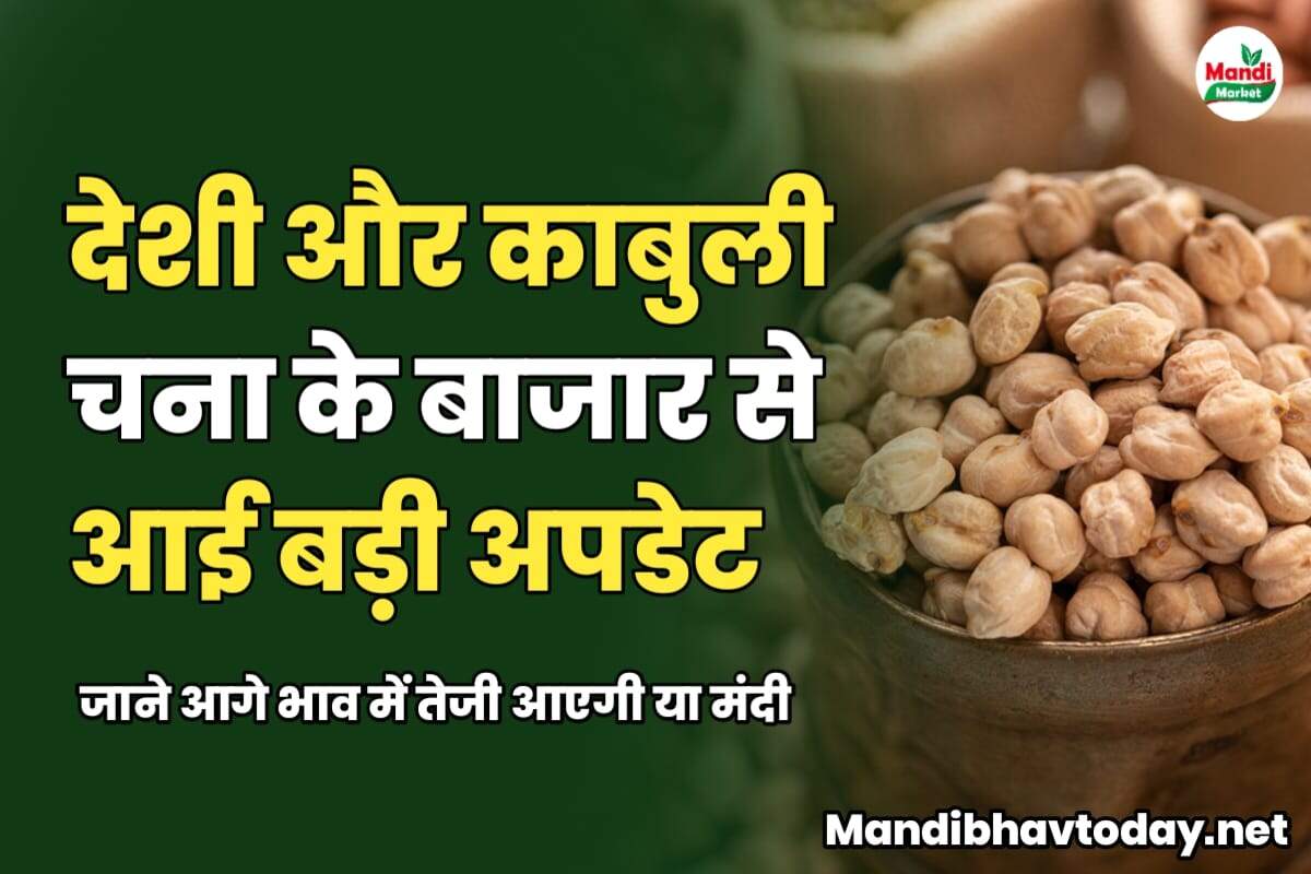 देशी और काबुली चना के बाजार से आई बड़ी अपडेट | जाने आगे भाव में तेजी आएगी या मंदी 
