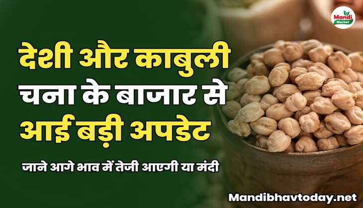 देशी और काबुली चना के बाजार से आई बड़ी अपडेट | जाने आगे भाव में तेजी आएगी या मंदी 