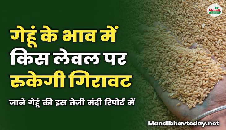 गेहूं के भाव में किस लेवल पर रुकेगी गिरावट | जाने गेहूं की इस तेजी मंदी रिपोर्ट में