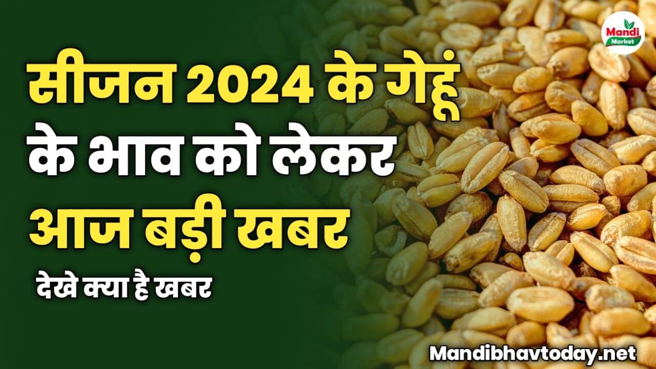 सीजन 2024 के गेहूं के भाव को लेकर आज बड़ी खबर | देखे क्या है खबर