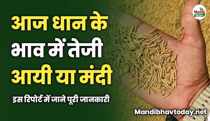 आज धान के भाव में तेजी आयी या मंदी | इस रिपोर्ट में जाने