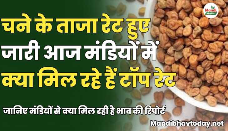 चने के ताजा रेट हुए जारी | जाने आज मंडियों में क्या मिल रहे हैं टॉप रेट 