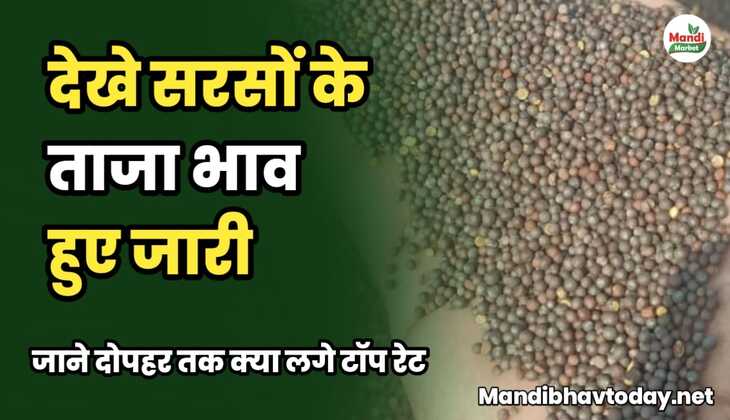 देखे सरसों के ताजा भाव हुए जारी। जाने दोपहर तक क्या लगे टॉप रेट