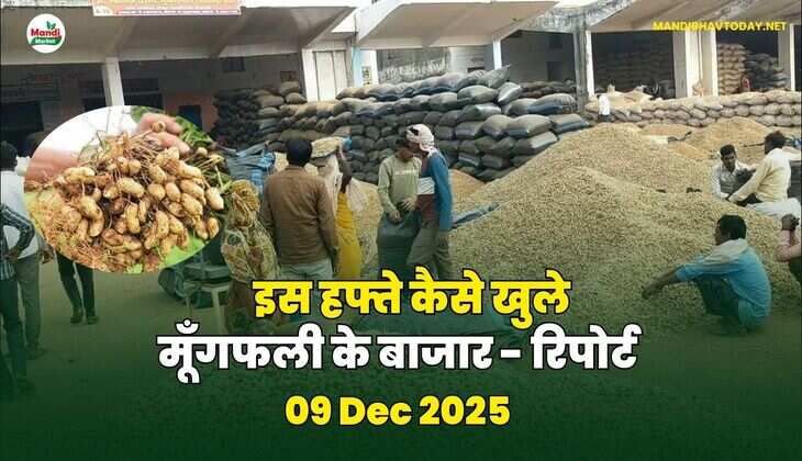 इस हफ्ते कैसे खुले मूँगफली के बाजार - रिपोर्ट