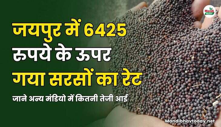 जयपुर में 6425 के ऊपर गया सरसों का रेट | जाने अन्य मंडियो में कितनी तेजी आई