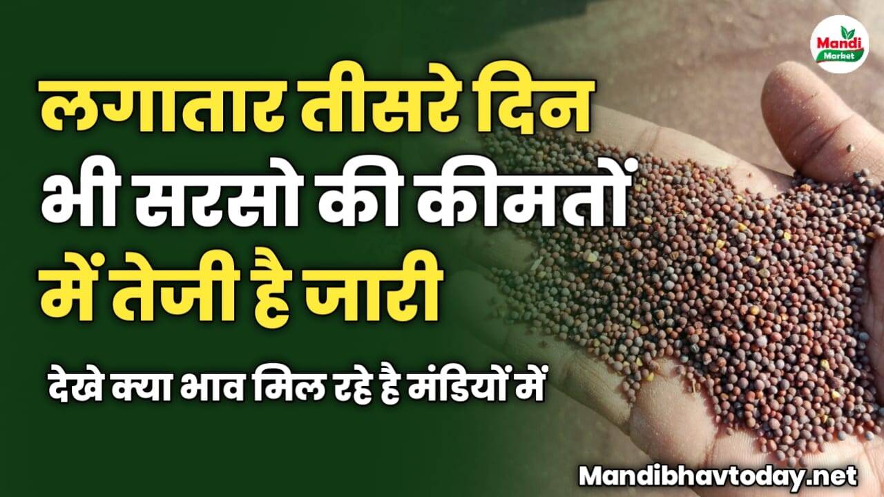 लगातार तीसरे दिन भी सरसो की कीमतों में तेजी है जारी | देखे क्या भाव मिल रहे है मंडियों में