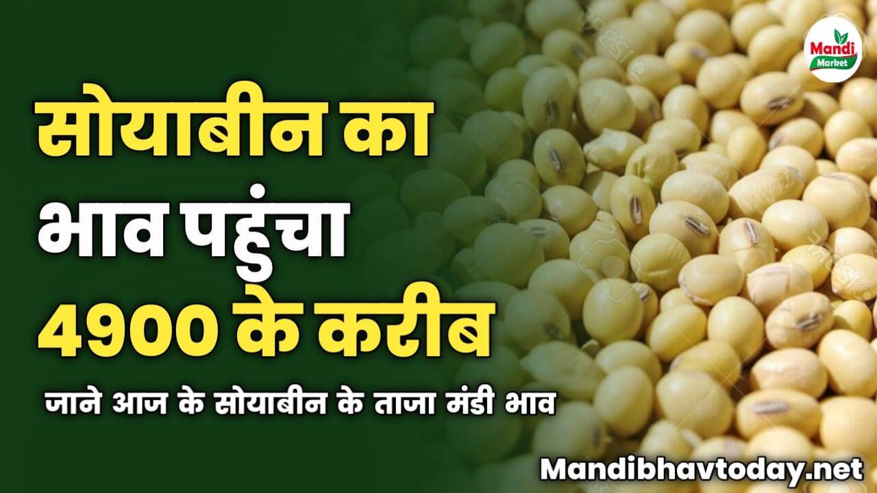 सोयाबीन का भाव पहुंचा 4900 के करीब | जाने आज के सोयाबीन के ताजा मंडी भाव