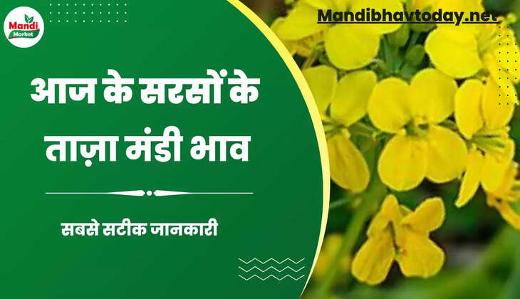 सरसों के भाव को लेकर आज बाजार में क्या है माहौल | जाने मंडियों में आज क्या है सरसों के भाव Sarso Live Rate Today 18 Aug 2023