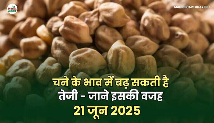 चने के भाव में बढ़ सकती है तेजी - जाने&nbsp;इसकी&nbsp;वजह