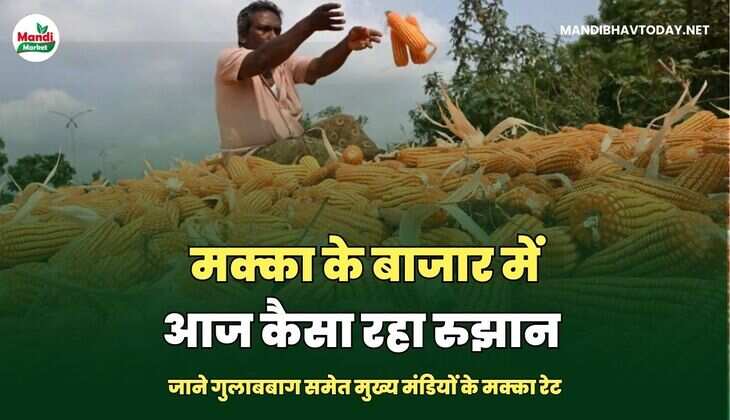 मक्का के बाजार में आज कैसा रहा रुझान | जाने गुलाबबाग समेत मुख्य मंडियों के मक्का रेट