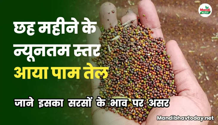सरसों की तेजी मंदी रिपोर्ट 