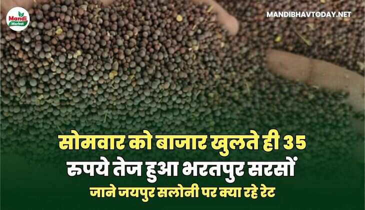 सोमवार को बाजार खुलते ही 35 रुपये तेज हुआ भरतपुर सरसों | जाने जयपुर सलोनी पर क्या रहे रेट