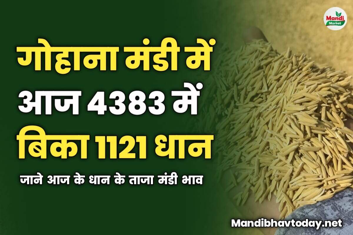 गोहाना मंडी में आज 4383 में बिका 1121 धान | जाने आज के धान के ताजा मंडी भाव 