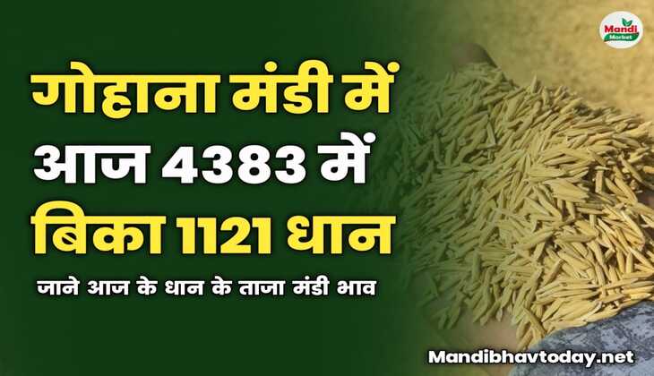 गोहाना मंडी में आज 4383 में बिका 1121 धान | जाने आज के धान के ताजा मंडी भाव 