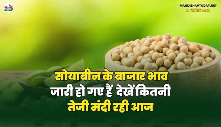 सोयाबीन के बाजार भाव जारी हो गए हैं | देखें कितनी तेजी मंदी रही आज