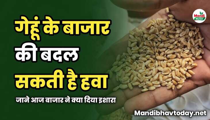 गेहूं के बाजार की बदल सकती है हवा | जाने आज बाजार ने क्या दिया इशारा |  गेहूं रेट तेजी मंदी के साथ