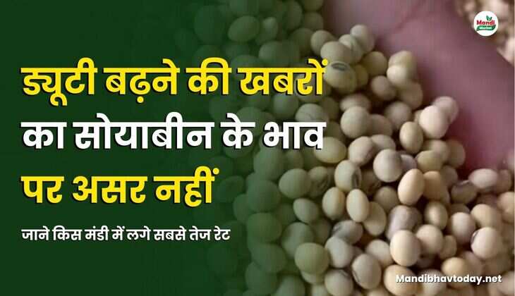 ड्यूटी बढ़ने की खबरों का सोयाबीन के भाव पर असर नहीं | जाने किस मंडी में लगे सबसे तेज रेट