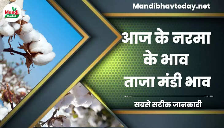 Aaj Ka Narma Ka bhav नरमा और कपास के ताजा मंडी भाव Narma Price Today 06 February 2023