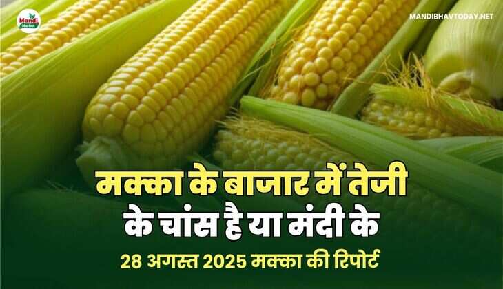 मक्का के बाजार में तेजी के चांस है या मंदी के