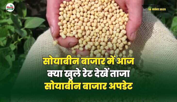 सोयाबीन बाजार में आज क्या खुले रेट | देखें ताजा सोयाबीन बाजार अपडेट