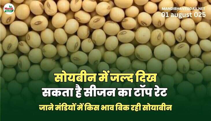 सोयबीन में जल्द दिख सकता है सीजन का टॉप रेट | जाने मंडियों में किस भाव बिक रही सरसों