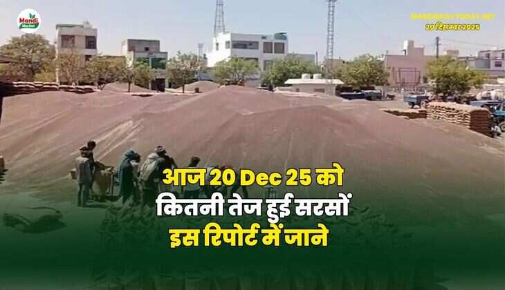 आज 20 Dec 25 को कितनी तेज हुई सरसों | इस रिपोर्ट में जाने