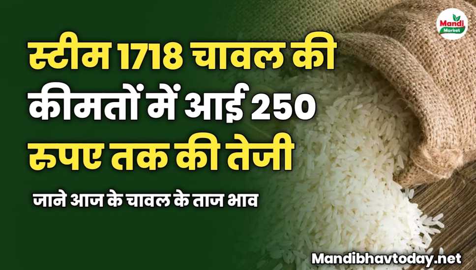 स्टीम 1718 चावल की कीमतों में आई 250 रुपए तक की तेजी | जाने आज के चावल के ताज भाव 