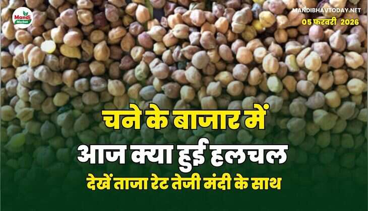 चने के बाजार में आज क्या हुई हलचल | देखें ताजा रेट तेजी मंदी के साथ