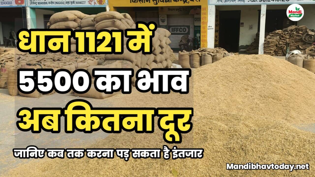 क्या 1121 में 5500 का भाव सम्भव है | जाने आज की तेजी मंदी रिपोर्ट में