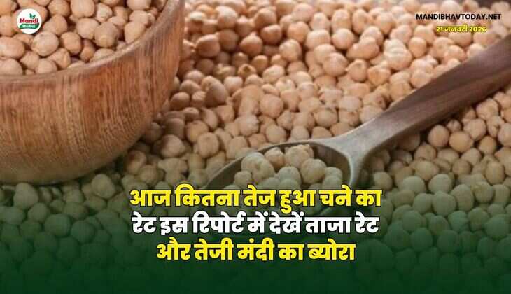 आज कितना तेज हुआ चने का रेट | इस रिपोर्ट में देखें ताजा रेट और तेजी मंदी का ब्योरा
