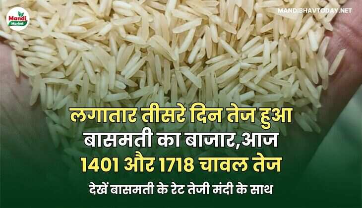 लगातार तीसरे दिन तेज हुआ बासमती का बाजार | आज 1401 और 1718 चावल तेज | देखें बासमती के रेट तेजी मंदी के साथ