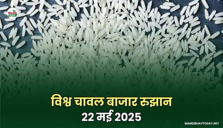 विश्व चावल बाजार रुझान